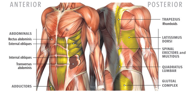 muscles of the core.jpg