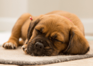 Puppy Sleeping