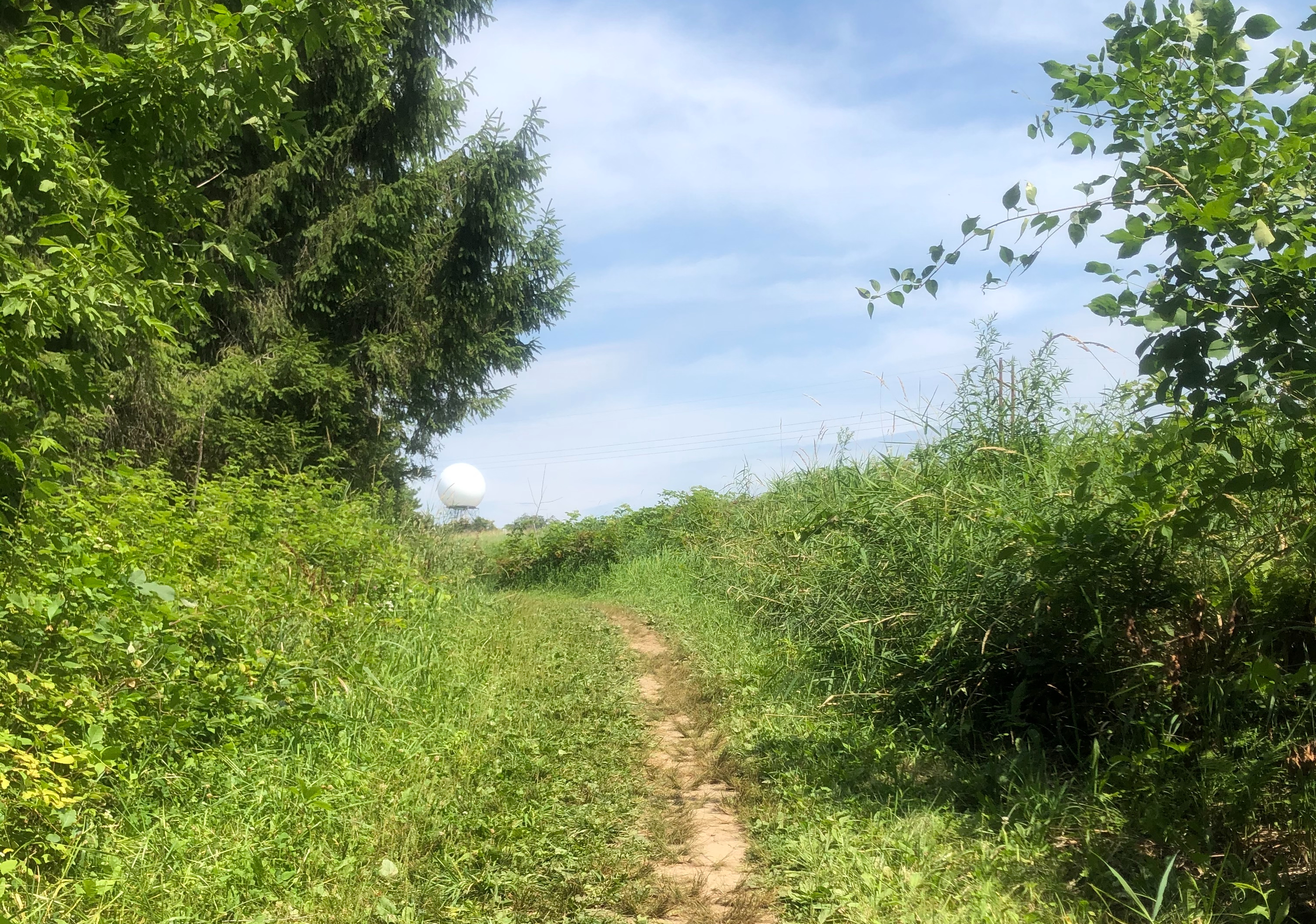 Image of a trail coming out of the woods into a clearing